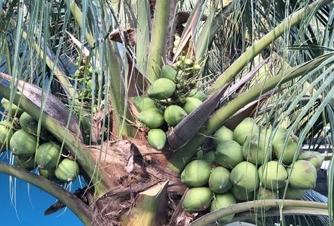 Viet Nam targets coconut product exports of $1 billion